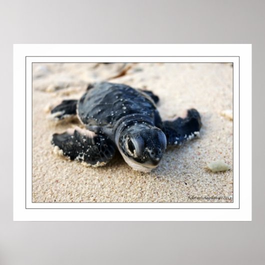 Nieuwe schildpad poster (Voorkant)