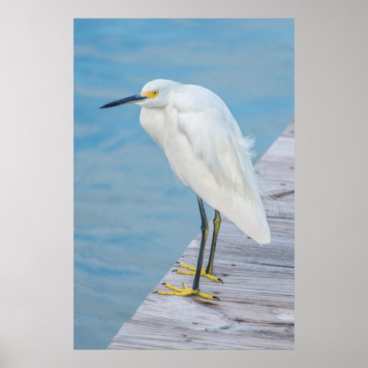 Nieuwe Smyrna Beach, Snowy Egret op dock Poster (Voorkant)