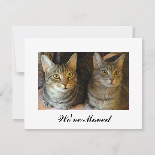 Nieuwe thuistablet katten die aankondiging verplaa (Voorkant)