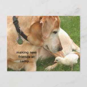 Nieuwe vrienden maken in kamp briefkaart