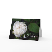 Nieuwe White Peony Floral Fotografie