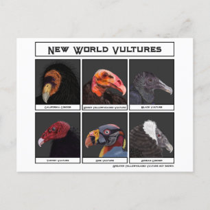 Nieuwe World Vultures Illustratie Briefkaart