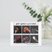 Nieuwe World Vultures Illustratie Briefkaart (Staand voorkant)