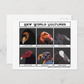 Nieuwe World Vultures Illustratie Briefkaart (Voorkant / Achterkant)