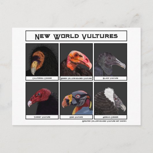Nieuwe World Vultures Illustratie Briefkaart (Voorkant)