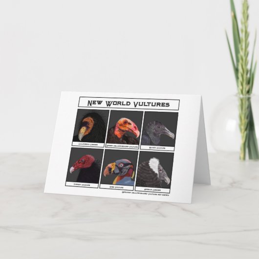 Nieuwe World Vultures Illustratie Kaart (Voorkant)