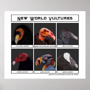 Nieuwe World Vultures Illustratie Poster