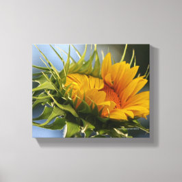 Nieuwe zonnebloem canvas afdruk