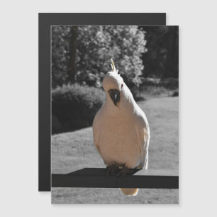 Nieuwe Zwavelkraagkaketoe Magnetische Kaart