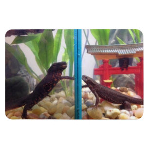 Nieuwsbrieven die Magnet bereiken Magneet