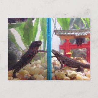 Nieuwsbrieven die uitkomen briefkaart