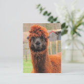 Nieuwschierige Alpaca ~ briefkaart (Staand voorkant)