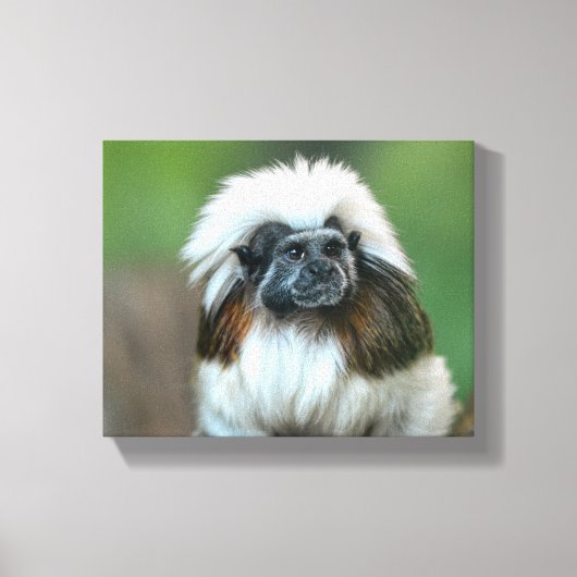 Nieuwsgierig aap canvas afdruk (Voorkant)