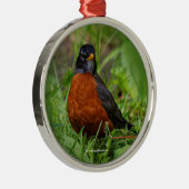 Nieuwsgierig Amerikaans Robin in de gras Metalen Ornament (Rechts)