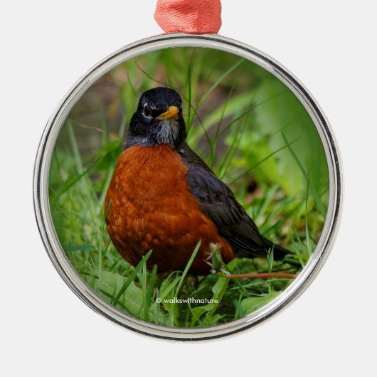 Nieuwsgierig Amerikaans Robin in de gras Metalen Ornament (Voorkant)
