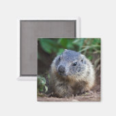 Nieuwsgierig Baby Marmot Magnet (Voorkant / Achterkant)