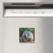 Nieuwsgierig Baby Marmot Magnet (Insitu (Vaatwasser))