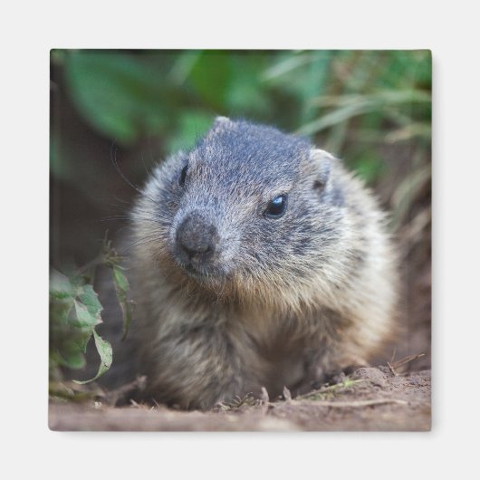 Nieuwsgierig Baby Marmot Magnet (Voorkant)