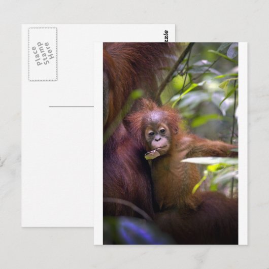 Nieuwsgierig baby orang-oetan in armen van moeders briefkaart (Voorkant / Achterkant)
