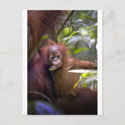 Nieuwsgierig baby orang-oetan in armen van moeders briefkaart (Voorkant)