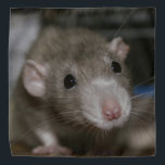 nieuwsgierig bandana<br><div class="desc">Deze schattige rat heet Sky. Ze is een fancy rat met een schijnvertoning en ze is een mooie kleur die russische duif heet.</div>