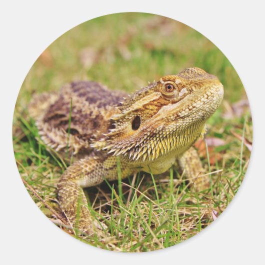Nieuwsgierig Bebaarde Dragon 2 Ronde Sticker (Voorkant)