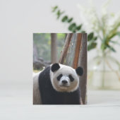 Nieuwsgierig Beer Panda Briefkaart (Staand voorkant)