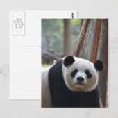 Nieuwsgierig Beer Panda Briefkaart (Voorkant / Achterkant)