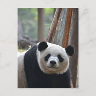 Nieuwsgierig Beer Panda Briefkaart