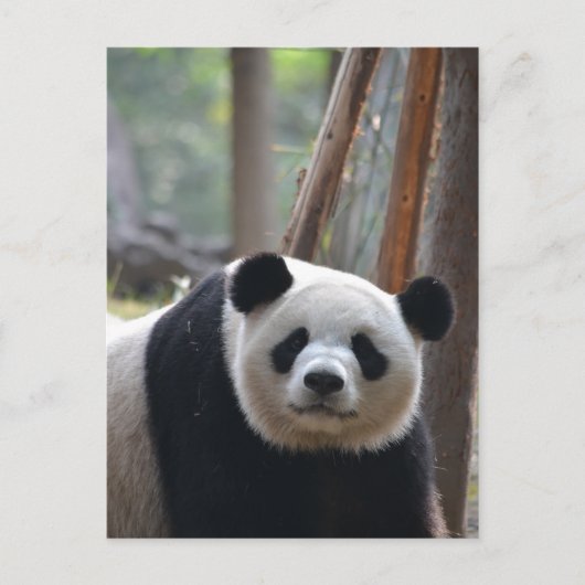 Nieuwsgierig Beer Panda Briefkaart (Voorkant)