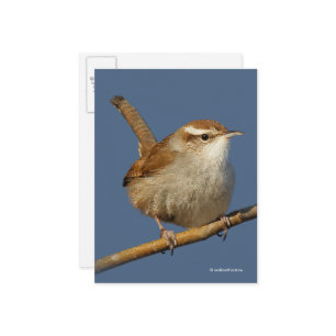 Nieuwsgierig Bewick's Wren Songbird op Branch Briefkaart