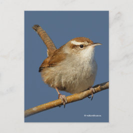 Nieuwsgierig Bewick's Wren Songbird op Branch Briefkaart