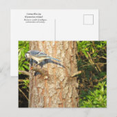 Nieuwsgierig Blue Jay Briefkaart (Voorkant / Achterkant)