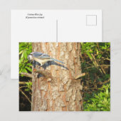 Nieuwsgierig Blue Jay Briefkaart (Voorkant / Achterkant)