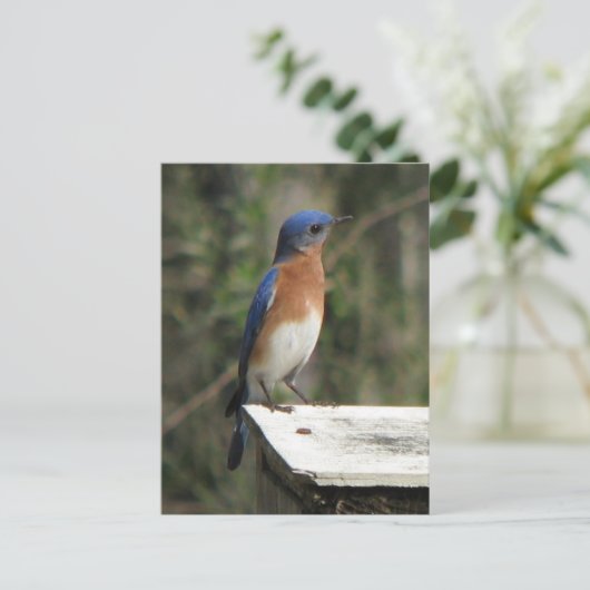 Nieuwsgierig Bluebird Briefkaart (Staand voorkant)