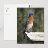 Nieuwsgierig Bluebird Briefkaart (Voorkant / Achterkant)