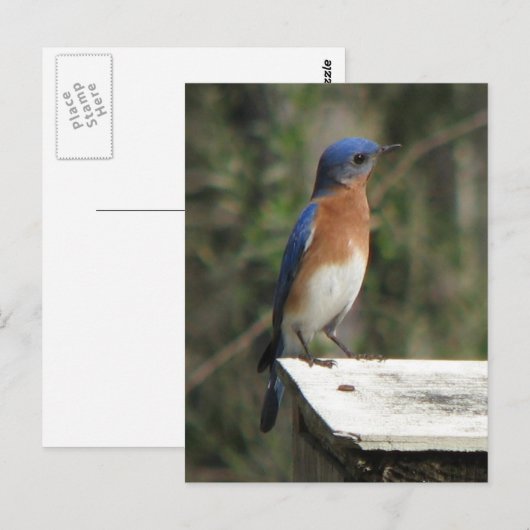 Nieuwsgierig Bluebird Briefkaart (Voorkant / Achterkant)