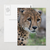 Nieuwsgierig Briefkaart (Voorkant / Achterkant)