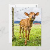 Nieuwsgierig Briefkaart (Voorkant / Achterkant)