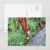 Nieuwsgierig Briefkaart (Voorkant / Achterkant)