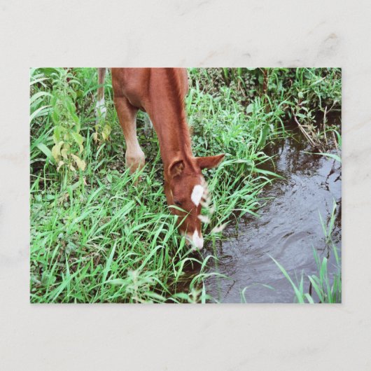 Nieuwsgierig Briefkaart (Voorkant)