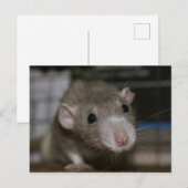 nieuwsgierig briefkaart (Voorkant / Achterkant)