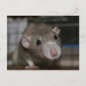 nieuwsgierig briefkaart (Voorkant)