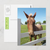Nieuwsgierig Briefkaart (Voorkant / Achterkant)