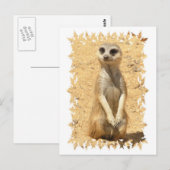Nieuwsgierig Briefkaart Meerkat (Voorkant / Achterkant)