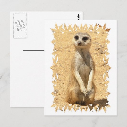 Nieuwsgierig Briefkaart Meerkat (Voorkant / Achterkant)