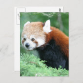 Nieuwsgierig Briefkaart van Red Panda (Voorkant / Achterkant)