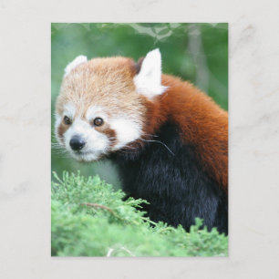 Nieuwsgierig Briefkaart van Red Panda