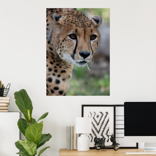 Nieuwsgierig Cheetah Poster (Thuiskantoor)