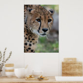 Nieuwsgierig Cheetah Poster (Keuken)